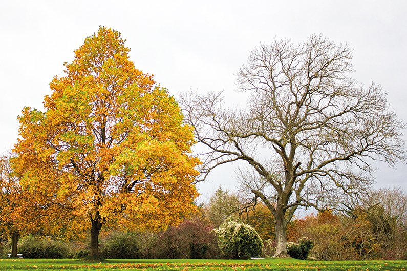 autumn-contrast