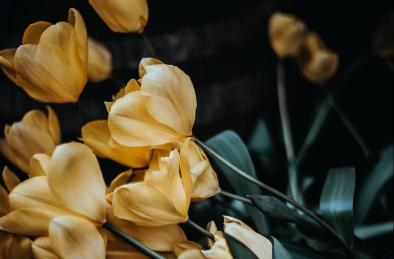 Photo by Annie Spratt selective photography of beige petaled flowers